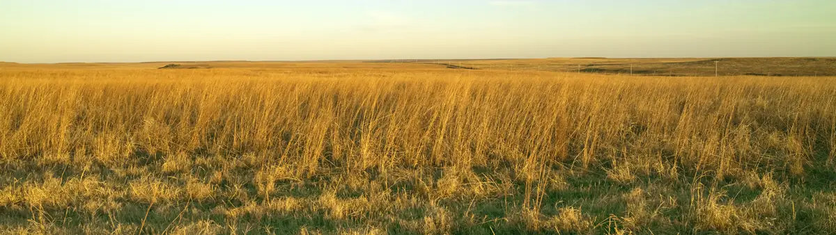 Open northern-plains grassland running to a low horizon at dusk.